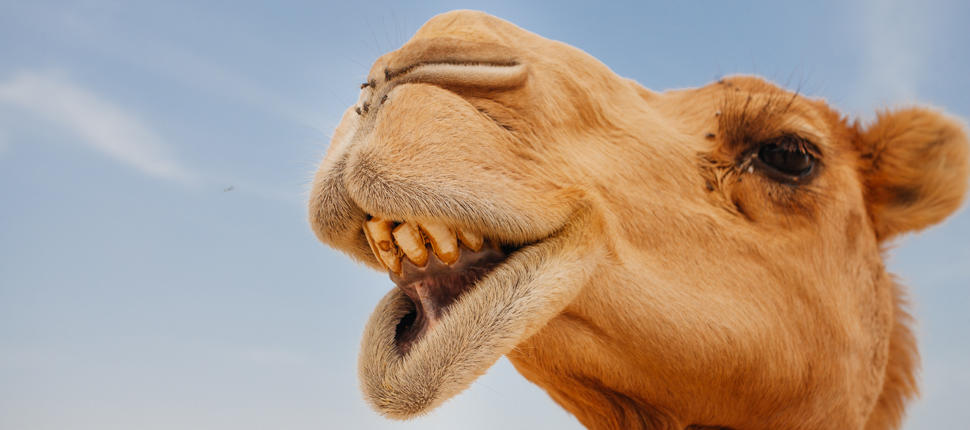 camel-shutterstock-970